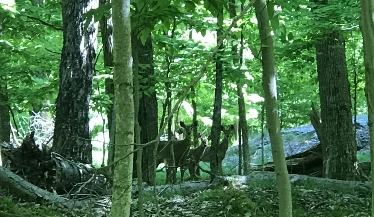 more deer