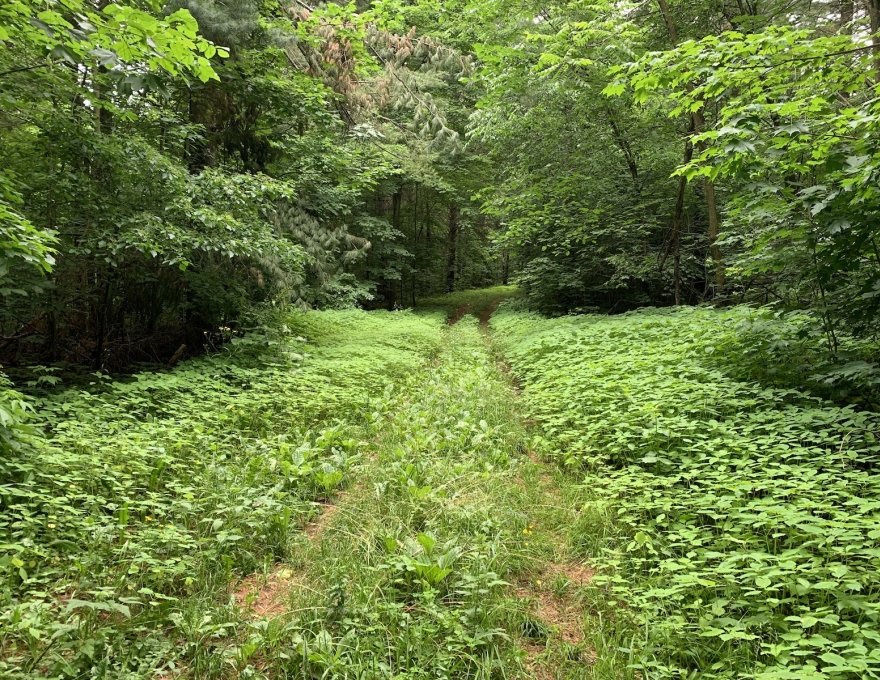Forest trail at Pretty River Valley Provincial Park near Collingwood