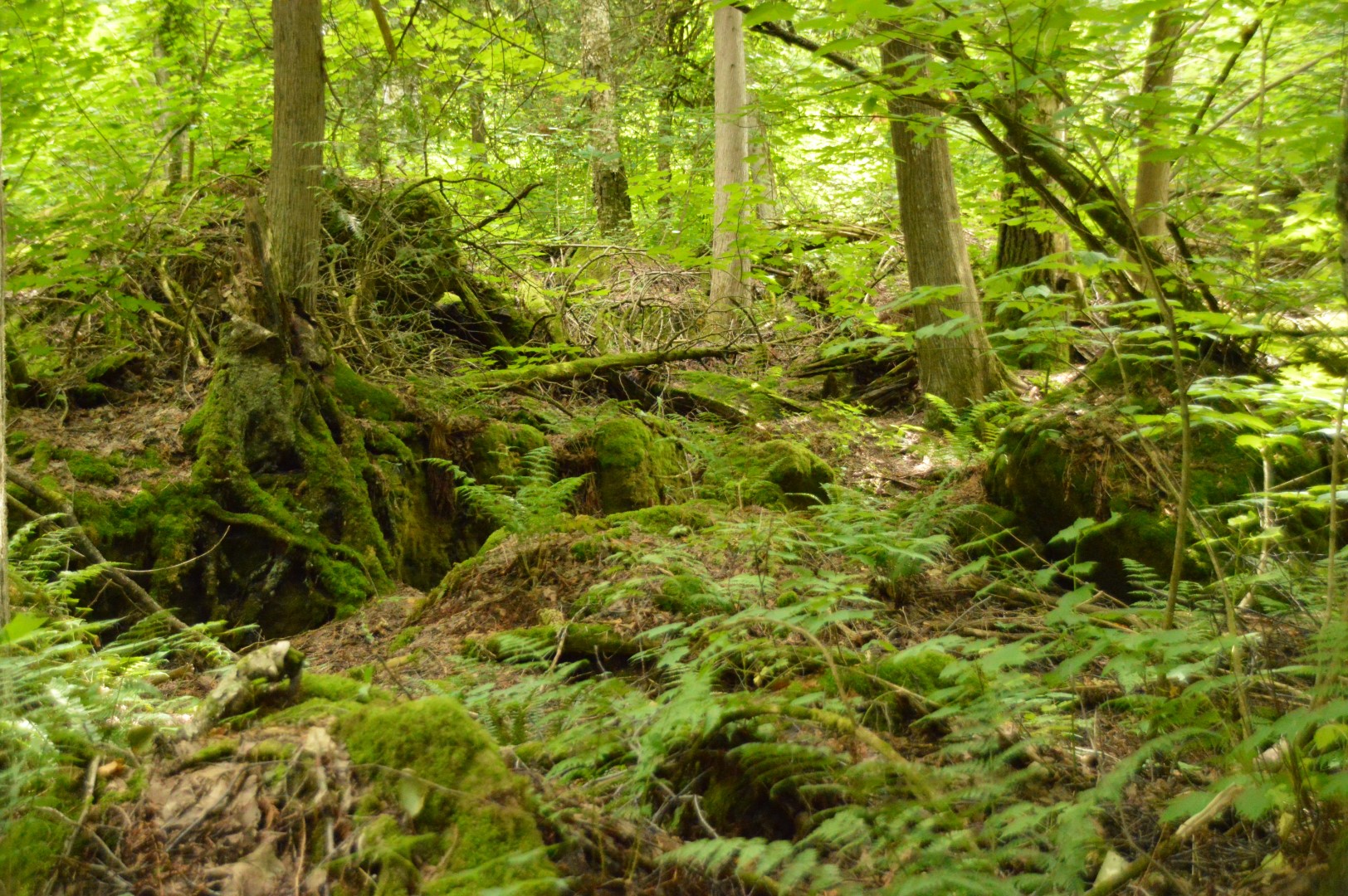 Moss-covered rocks and forest at Petun Conservation Area