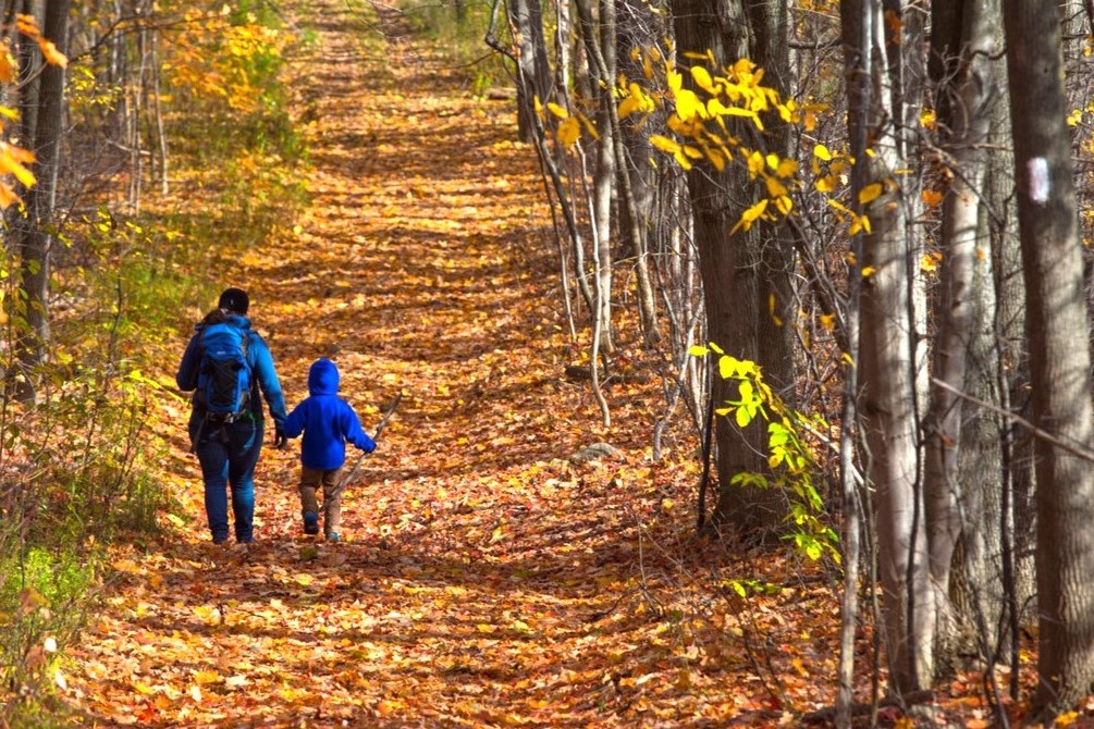 Hikers walking on a wooded trail in Grey County