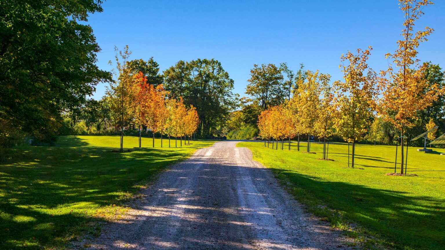 Maple-lined gravel lane in fall colour at 555130 6th Line, Ravenna